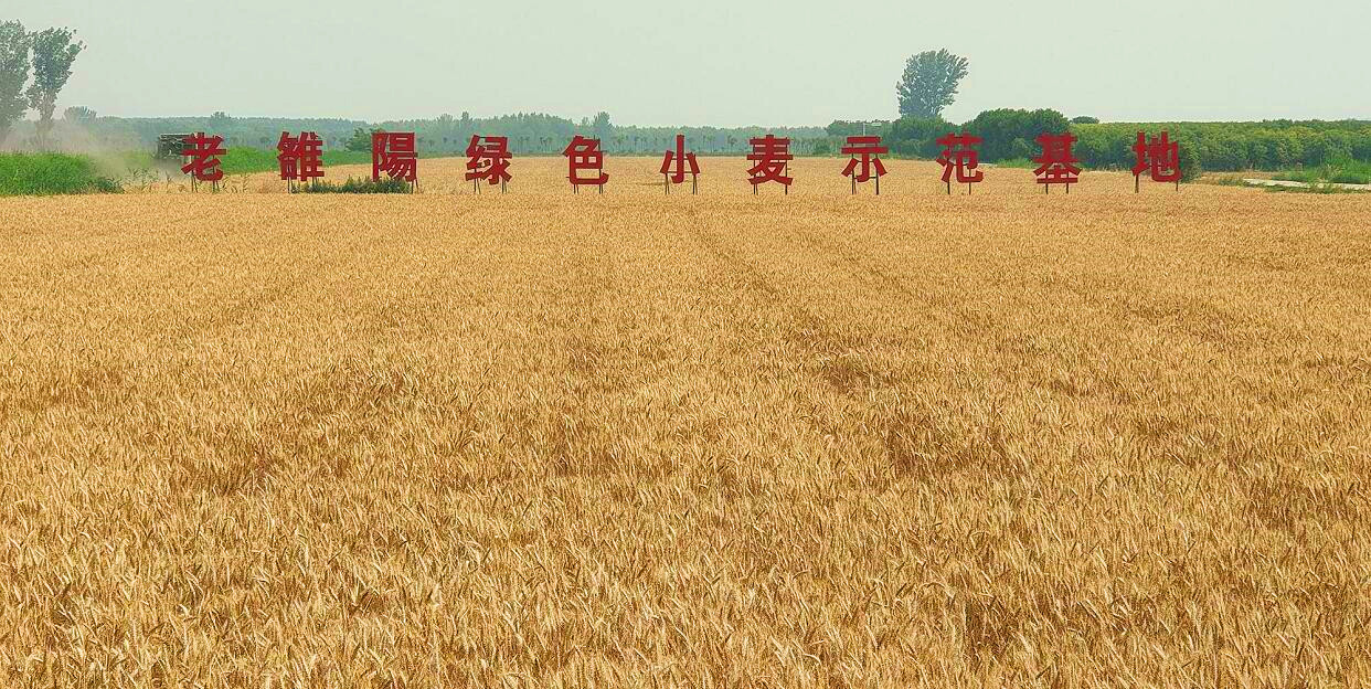 不施化肥 不打農藥的(de)老雒陽綠(lǜ)色小麥再獲豐收